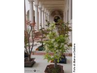Il banchetto dei bonsai