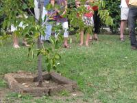 Albero di kaki