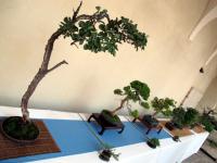 Esposizione Bonsai