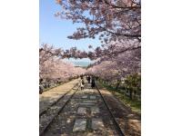 Ciliegi a Kaege Incline, Kyoto 2017  Andrea Bonomi