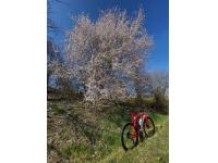 Fiori e bicicletta sembrano attrarsi a vicenda in un equilibrio quasi instabile.  Gemio Bissolati