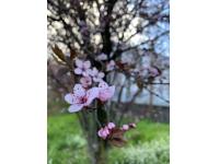 Sakura 2021  Beatrice Boccalaro