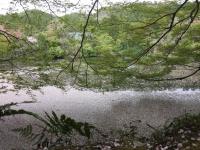 Un lago di petali ! Hanami a Kyoto - Aprile 2018  Nadia Loro