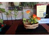 Esposizione di Ikebana a cura di Keiko Inoue