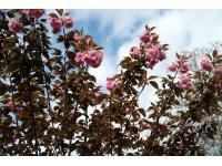 HANAMI al giardino giapponese di Ome