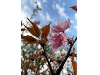 HANAMI al giardino giapponese di Ome