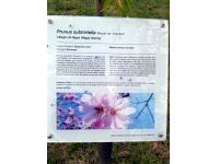 HANAMI al giardino giapponese di Ome