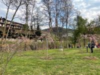 HANAMI al giardino giapponese di Ome