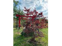 HANAMI al giardino giapponese di Ome