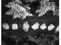 Sentiero di pietre per il Padiglione Shokatei Ishimoto Yasuhiro 40,6 x 50,8 cm