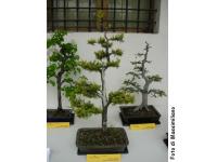 Il banchetto dei bonsai